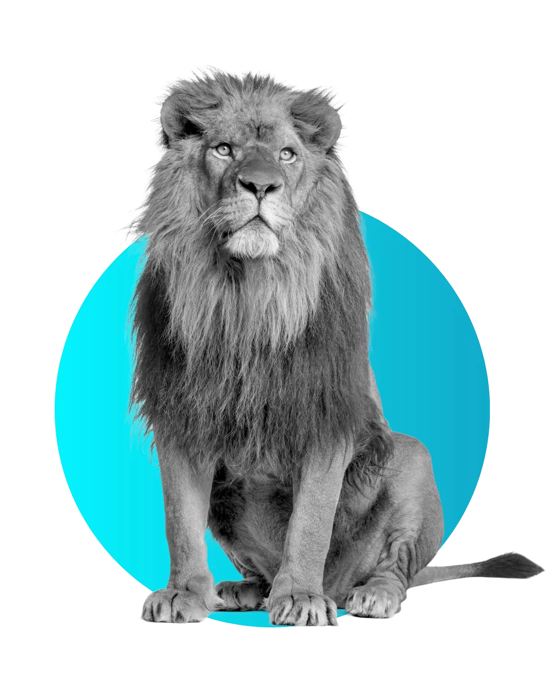 publicité expert comptable et finances - Simba Digital